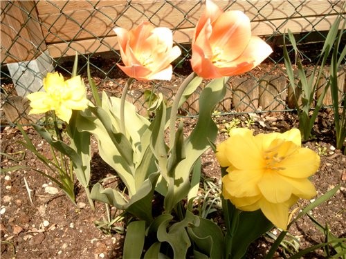 На имеющемся кусочке земли распустились первые тюльпаны(жёлтые на солнце вывернулись совсем) нарцыс...