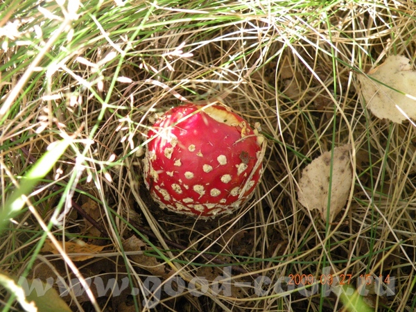 Ой девоньки,а я вам быль о грибочках расскажу - 2