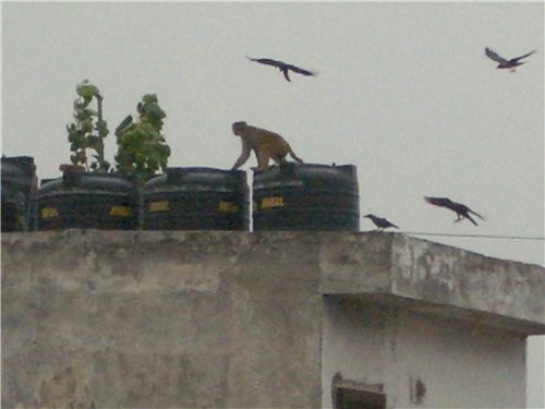 фотография из центра дели, вдалеке видно триумфальную арку (indian gate) тут на крыше видна обезьян... - 2