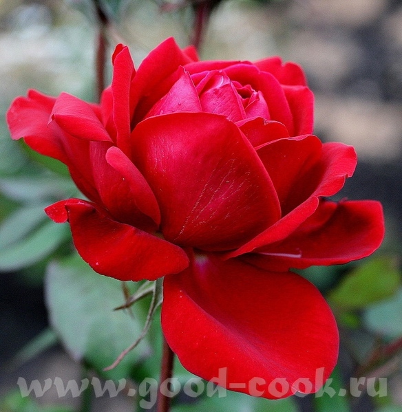 С днем рождения