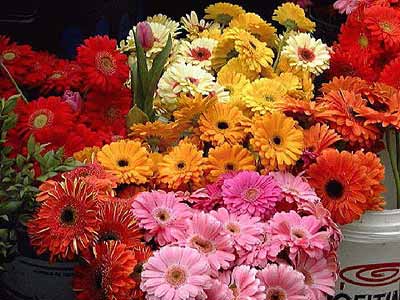 Galina3, Sweetdream, jolochka, Lammax, Etoja, Ефросинья, СлеZa, ПолБублика, svetlanka17, EinSpiel,...