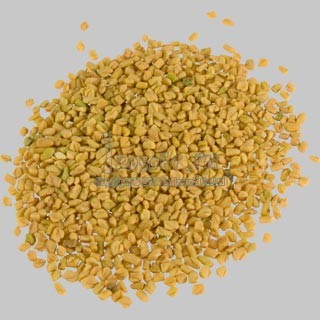 Укроп - dill, &#1588;&#1576;&#1579;, &#1588;&#1576;&#1579; &#1588;&#1614;&#1576;&#1614;&#1579;, &#1... - 3