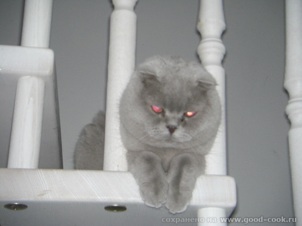 А это мой приватный котогад и котогадиха - 2