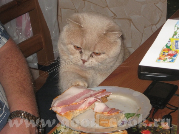 Эти забавные животные