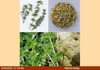 Сумах - сумак - sumac, &#1587;&#1605;&#1575;&#1602; &#1587;&#1615;&#1605;&#1617;&#1614;&#1575;&#160... - 2