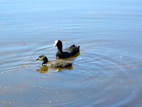 Taika  ,       )) Tishka  , - 3