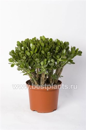 Марина, это не денежное дерево у тебя