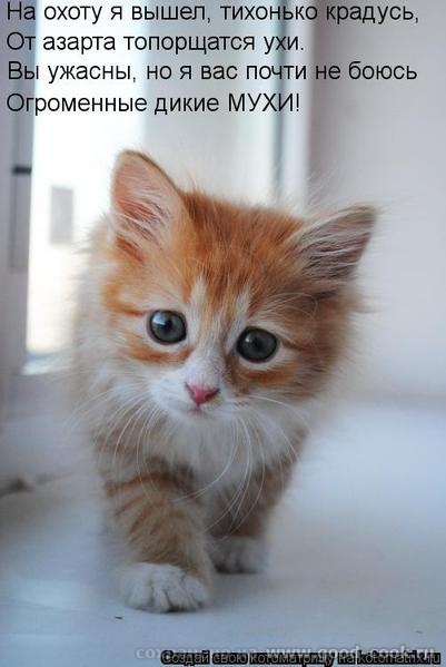 котенок