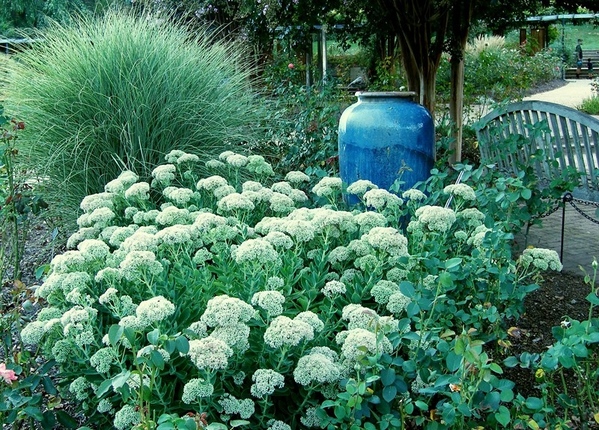 , нет обыкновенная скамейка ) Russian sage Brookside garden - 2