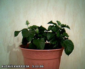 тоже совсем кроха но постоянно цветет,только утром отпал ее недолгоживущий цветочек,но уже бутончик...