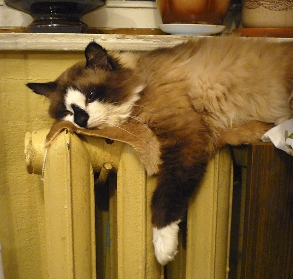 КОТО-любителям - 10