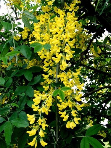      ,,Laburnum,,- (Golden Chain) - 6