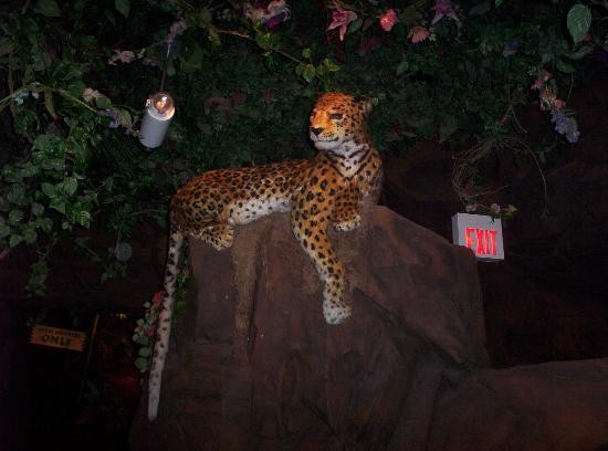 ,     - Rainforest cafe - 2