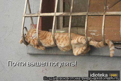 коты