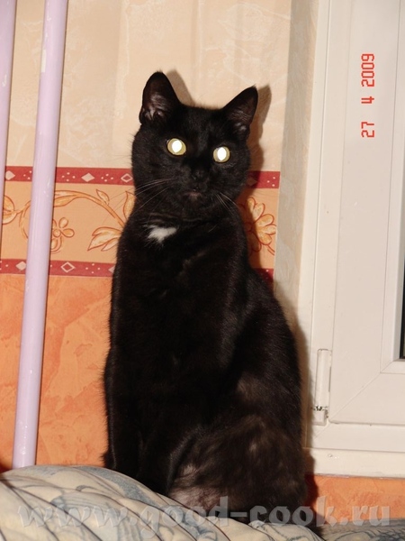 а вот и мой кот Кузя который любитель попозировать