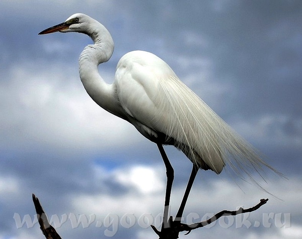  o  -      ( )- Great White Heron ------------------...