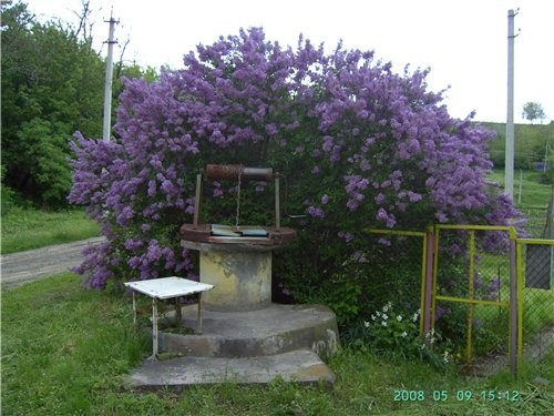 Саяногорочка
