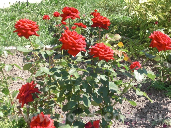 Алечка