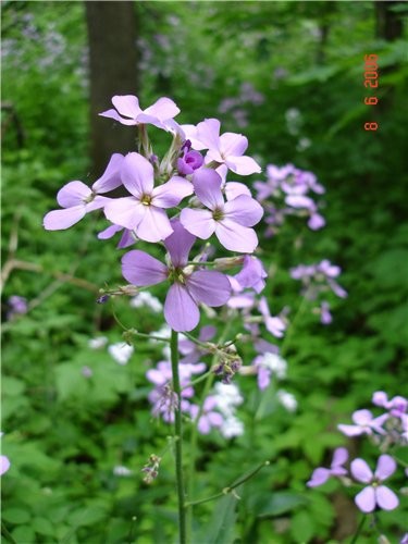 Хе-хе