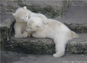 Пока начальства нет, познакомлю-ка я всех с миром фауны - 3