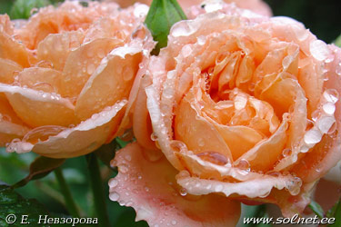 Алёна