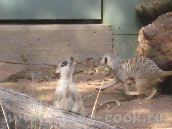 И так, Южно Африканские млекопитающие из семейства мангустовых - 2