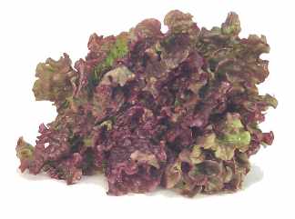 Рэдиччио (radicchio) красный цикорий = красный листовой цикорий = красный итальянский цикорий = chi... - 2