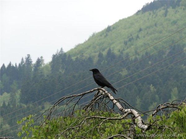 http://s59.radikal.ru/i164/1105/fc/418145eb8546.jpg