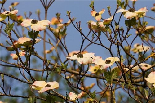 Dogwood Magnolija Wisteria