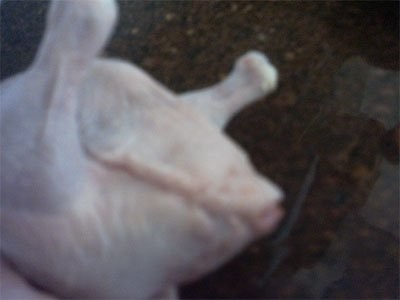 затем аккуратно взяв за ножки цыплёнка начиним нашей начинкой из суп-продуктов налаживаем ложкой си...