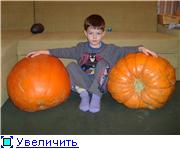 Вот мои тыковки "малышки"