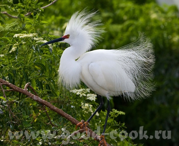  o  -      ( )- Great White Heron ------------------... - 6