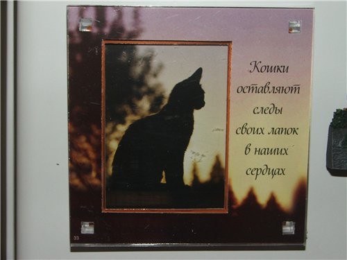 ко мне вчера из Питера прилетели новые кохи - 3