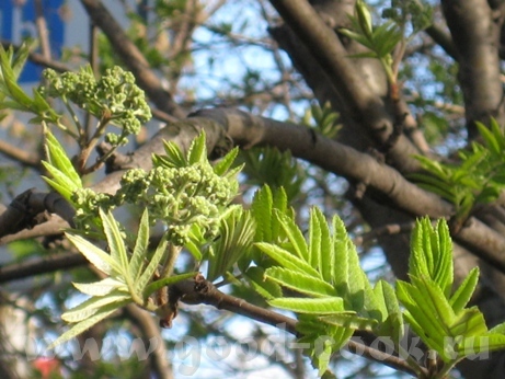 Привет, девулечки - 8