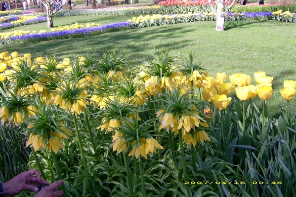 Аллочка какая красота, СПАСИБО - 6