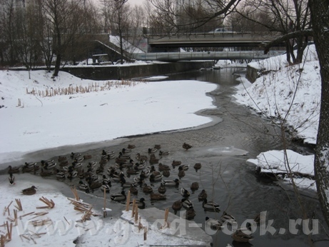 Решила я их сфотографировать с моста - 2