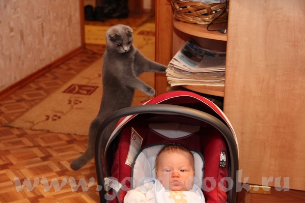 Принесла я вам Гришину няньку