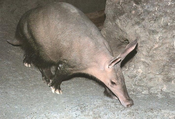 Эта штука с ушами по английски называется "aardvark", это совершенно точно, мы нашли картинку в кни...