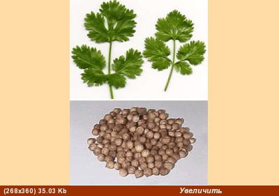 Кориандр(кинза) - кузбара - coriander, &#1603;&#1587;&#1576;&#1585;&#1607;, &#1603;&#1586;&#1576;&#...