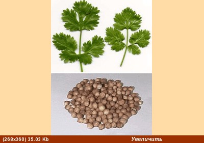 () -  - coriander, &#1603;&#1587;&#1576;&#1585;&#1607;, &#1603;&#1586;&#1576;&#...