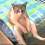 Смотрите какой котик смешной