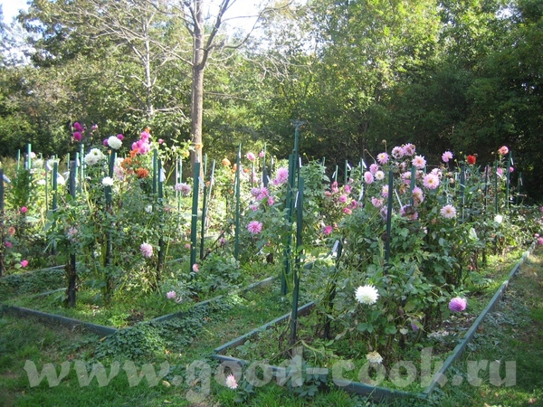а потом мы набрели на что то типа маленького ботанического сада с красивыми цветами - 2