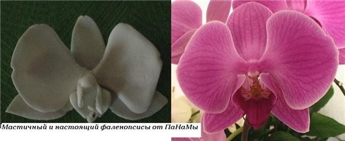 А вот ещё - попробывала сделать Орхидею(Фаленопсис) с натуры, подкрашивать не стала, просто сделала...