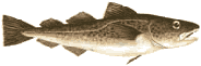 Скумбрия - 3