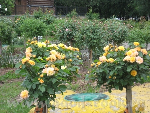 Рядом с моим домом в Садоводческом центре распустились розы