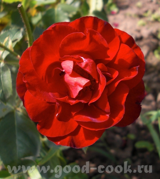 Мамины розы