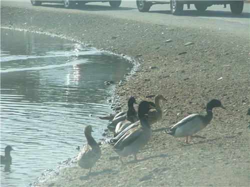 девочки, всем привет - 3