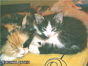 Вот еще из нашей кошачьей жизни - 3