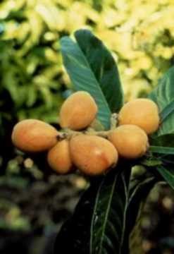 зовутся эти плоды Mespilus germanica, англ название Medlar На иврите это шэсэк на арабском аскедынь...