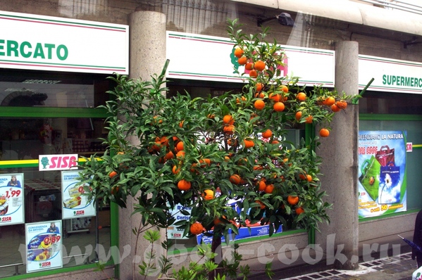 Можно мне мандаринов